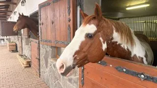 Fotr na tripu 11, Slovensko