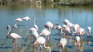 Ford trip, Camargue