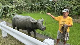 Filipíny, Bohol