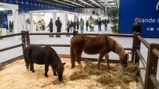 Fieracavalli 2025