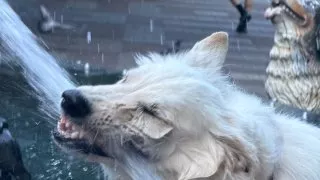 Fotr na tripu 10, psí fontána