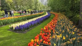 Keukenhof