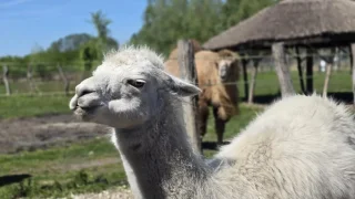 Žitný ostrov, Malkia na kole