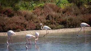 Ford trip, Camargue