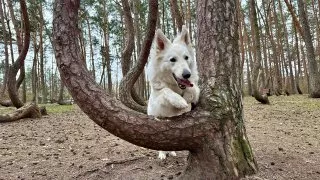 Křivý les a Hoia Baciu