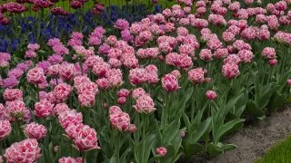 Keukenhof