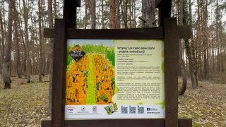 Křivý les a Hoia Baciu