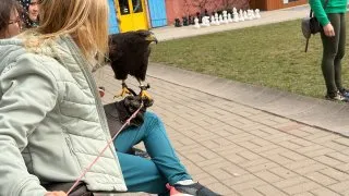 Fotr na tripu 11, Slovensko, sokolnická škola