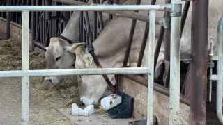 Farma Bláto