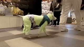 Psí život? Ani omylem. V téhle zemi psi mohou klidně čůrat v obchoďáku a mají tam i své wellness