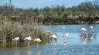 Ford trip, Camargue
