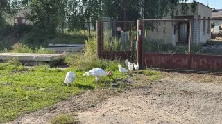 Farma Bláto