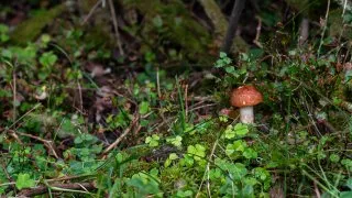 Volvo trip: Toftenäs naturreservat