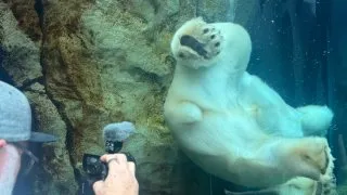 Fotr na tripu 10, medvědi