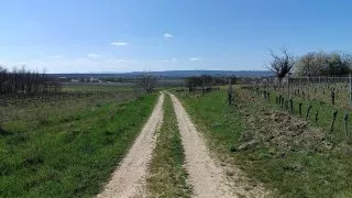 Neusiedler See