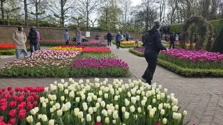 Keukenhof
