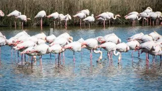 Ford trip, Camargue