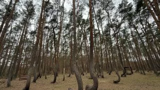 Křivý les a Hoia Baciu