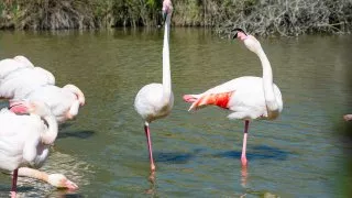 Ford trip, Camargue
