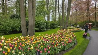 Keukenhof
