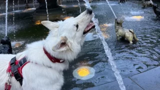 Psí fontána v Torontu: Místo, kde se smějí i psi. A páníčci s nimi