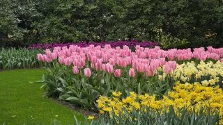 Keukenhof