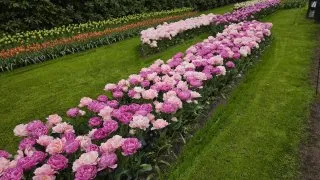 Keukenhof