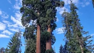 Kalifornský národní park Sequoia