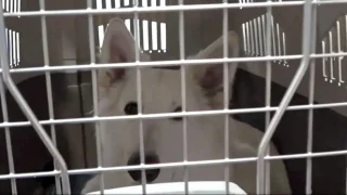 Přeprava většího psa v nákladovém prostoru letadla je pro mnoho lidí tabu. Fotr ukáže, že to jde