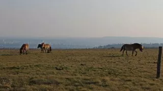 Procházka v Prokopáku