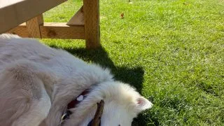 Fotr na tripu 10, kempování v Kanadě