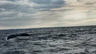 Fotr na tripu 10, velryby