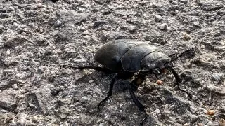 Trip Muránska planina, Jelšava a Železník