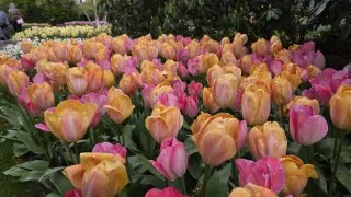 Keukenhof