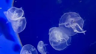 Dacia Bigster, trip Itálie,Acquario Livorno