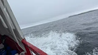 Fotr na tripu 10, velryby