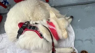 Fotr na tripu 10, velryby