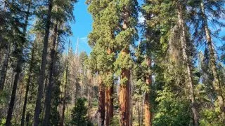 Kalifornský národní park Sequoia