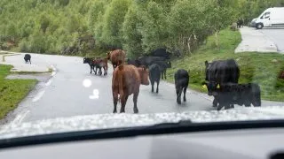 Trip Norsko 2026, Aurlandsfjellet