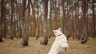 Křivý les a Hoia Baciu