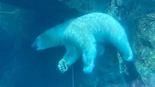 Fotr na tripu 10, medvědi