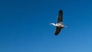 Ford trip, Camargue