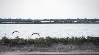 Ford trip, Camargue