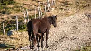 Dacia Bigster, trip Itálie, Bruncu Spina