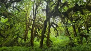 Forks, Twilight