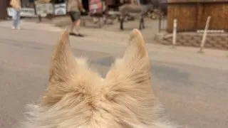 S pejskem na Route 66