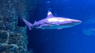 Dacia Bigster, trip Itálie,Acquario Livorno