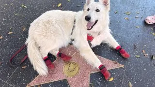 Fotr na tripu 12, Hollywood