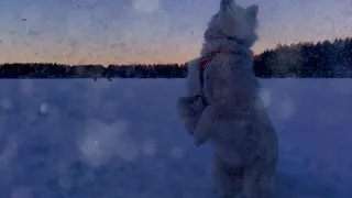 Fotr za polárním kruhem