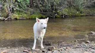 Fotr na tripu 10, Dawson City
